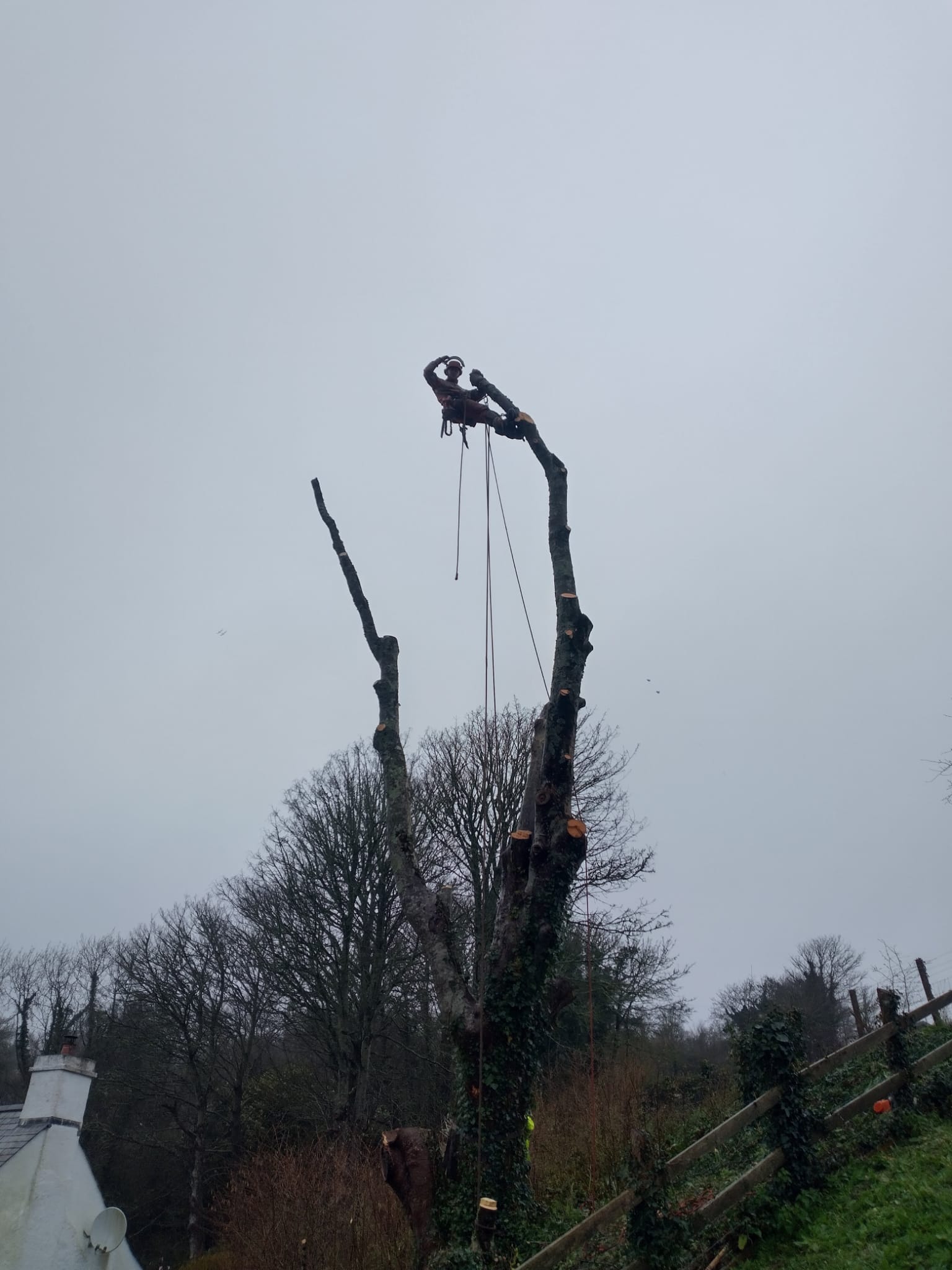 gardening services 1 image