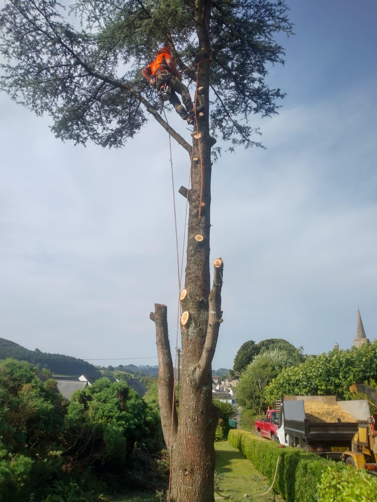 about us tree surgery image